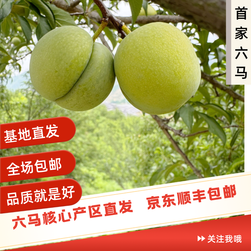 （十年老树）正宗贵州镇宁首家六马蜂糖李子大果新鲜当季水果脆甜