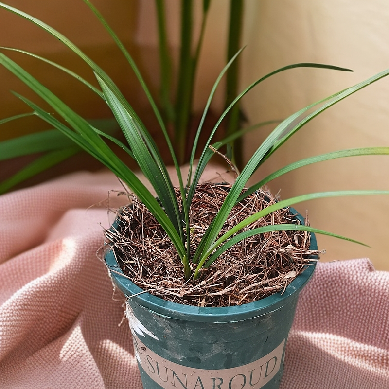 下山资源草清新淡雅兰花，带来别样自然气息