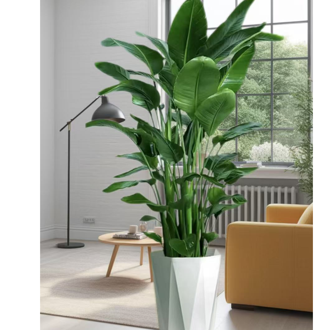 【一物一拍年底收官】网红绿植天堂鸟1.3-1.5M大型基地现场选苗芙昆