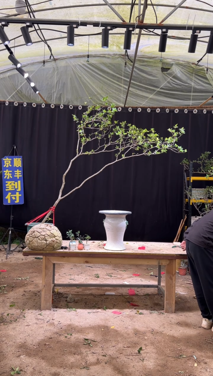 无花朵爱**式海岛栀子花