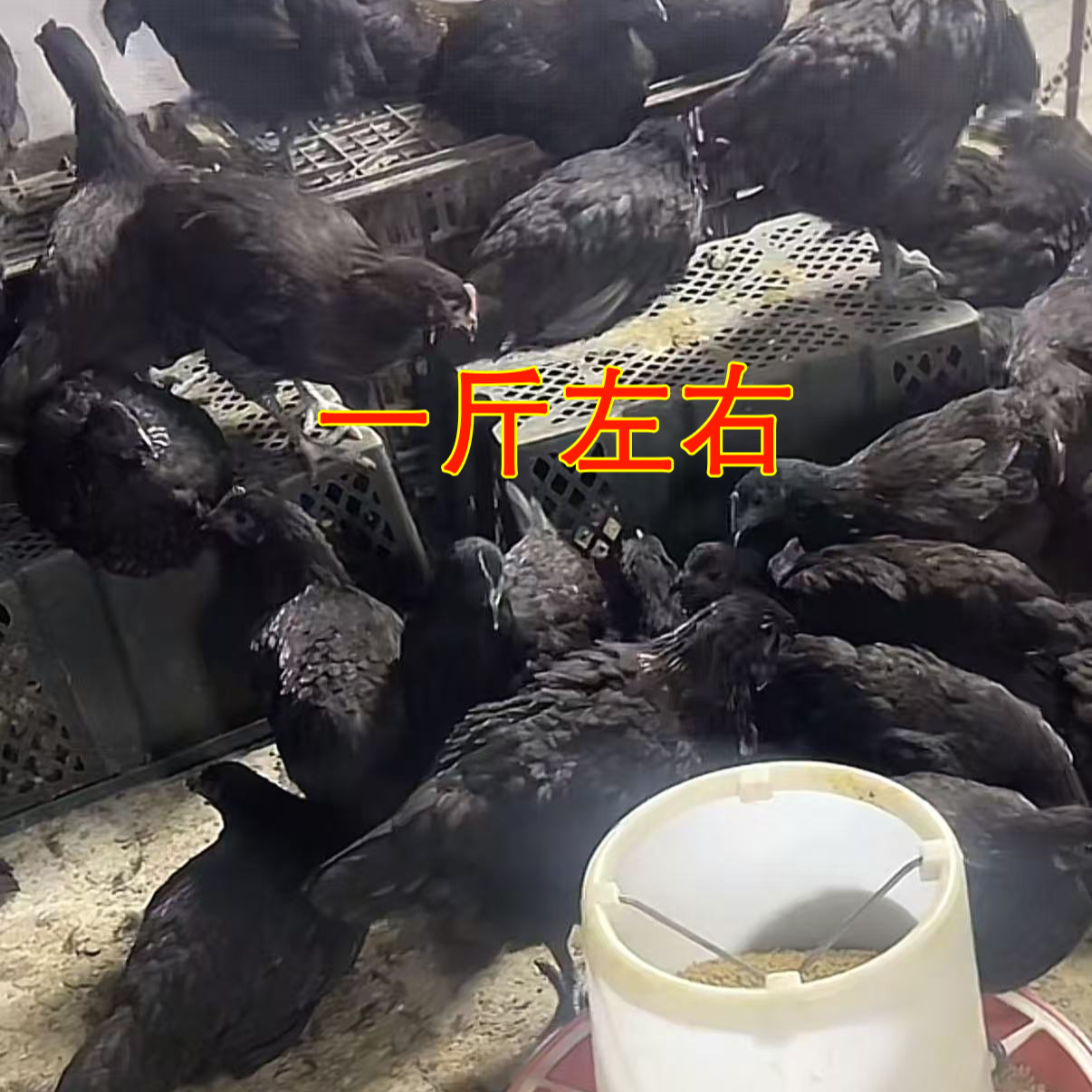 五黑鸡纯种一斤下绿壳鲜蛋活鸡发货宠物鸡