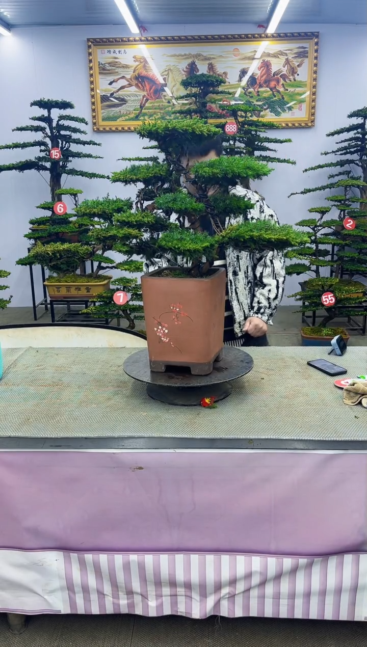 【闪购商品】八斗松/松类活物造型盆景，以直播间截图为啊啊啊