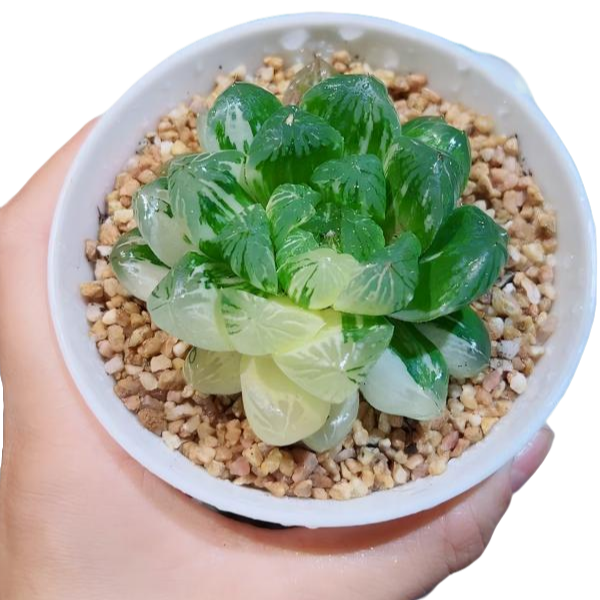 苏州玉露锦多肉植物室内办公盆栽花卉