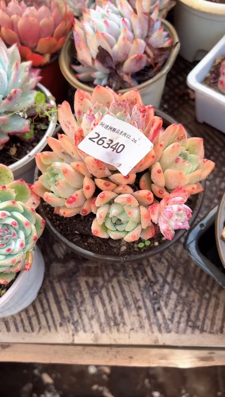 梦***≡多肉植物一物一拍26340