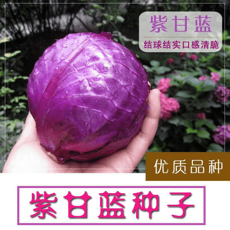 【全店满5包送1包】种子紫甘蓝种子 紫色卷心菜 紫包菜阳台蔬菜种