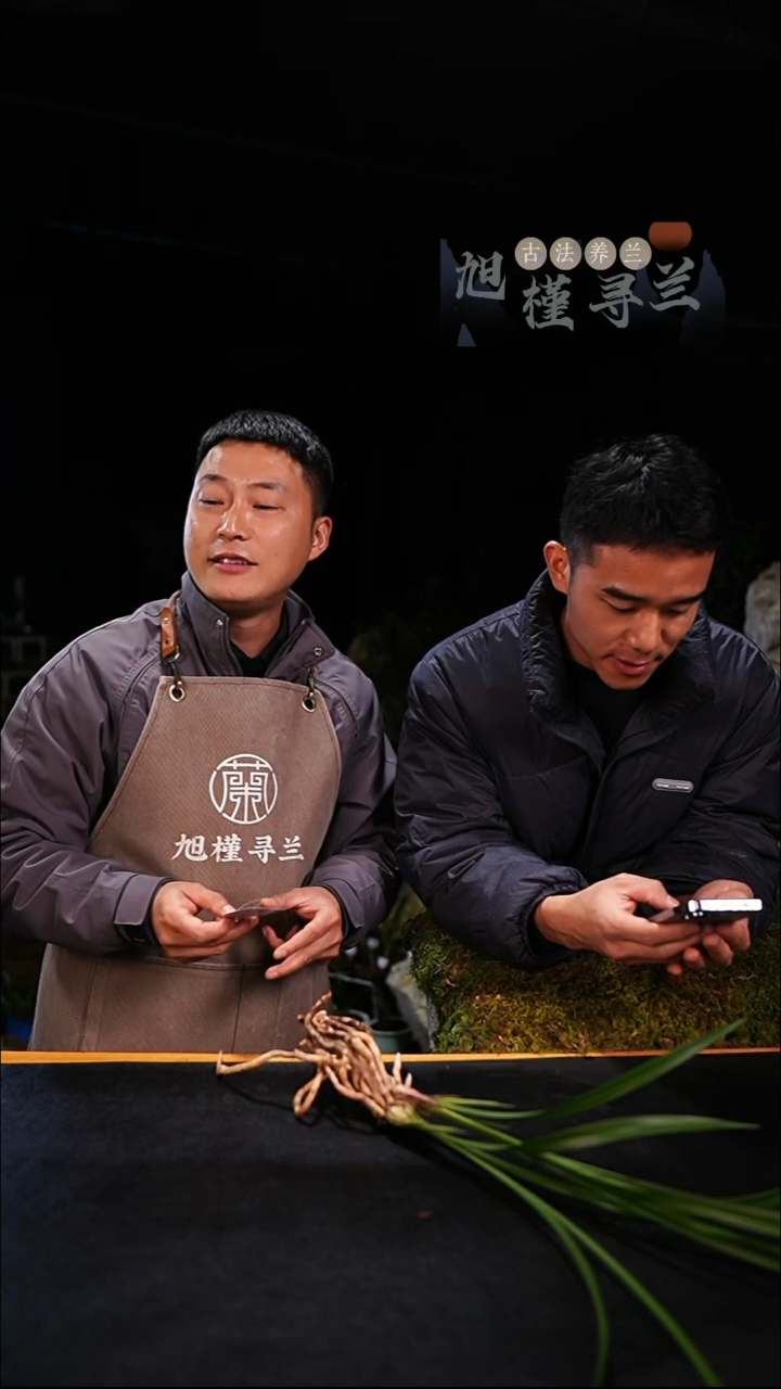 当前无花栽培后可以开花公*玄活动苗（活动价）