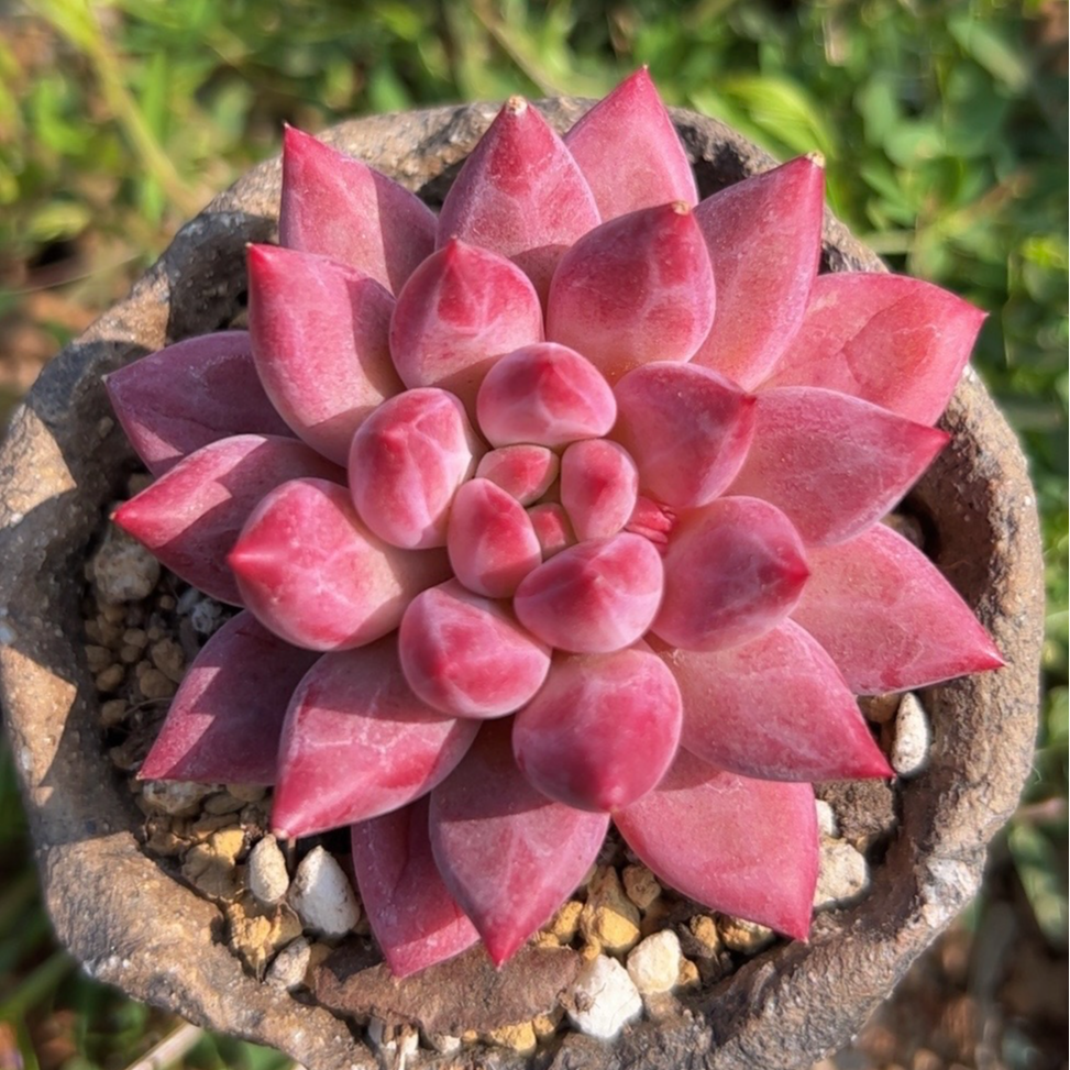 慢悠花房 红虞美人 办公室阳台绿植园艺盆栽花卉庭院多肉