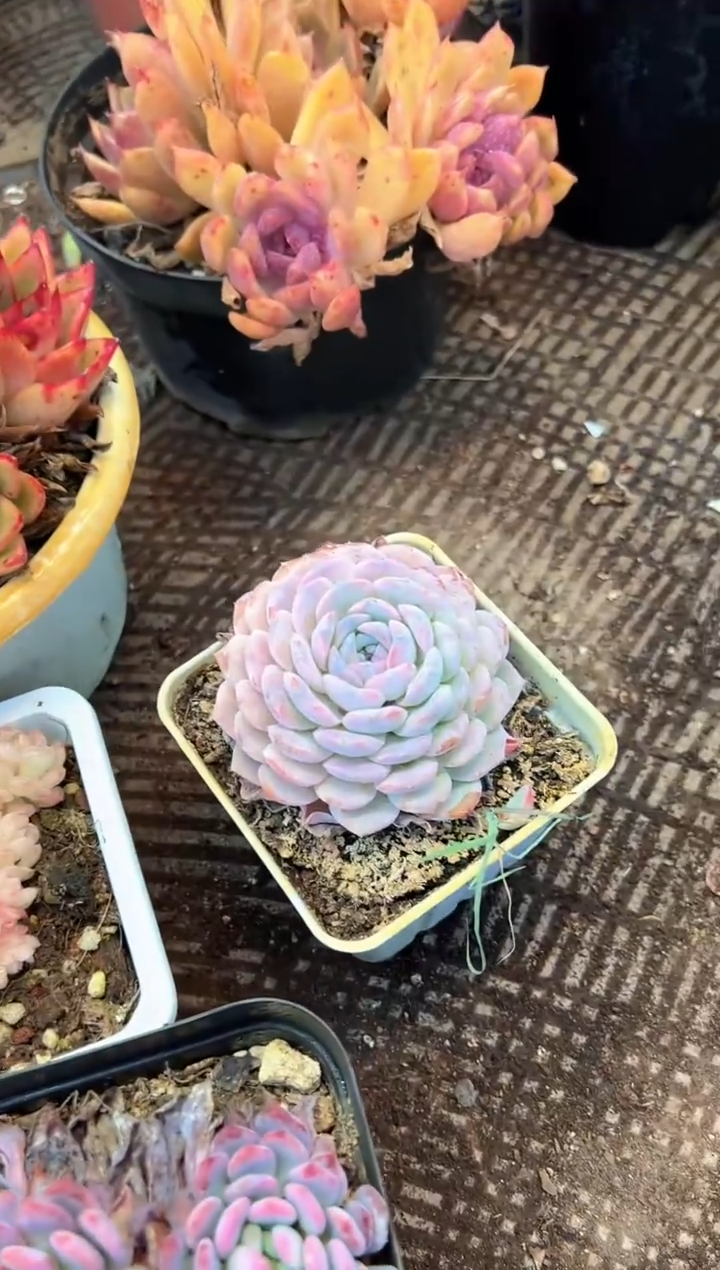 多肉植物一物一拍02510.511