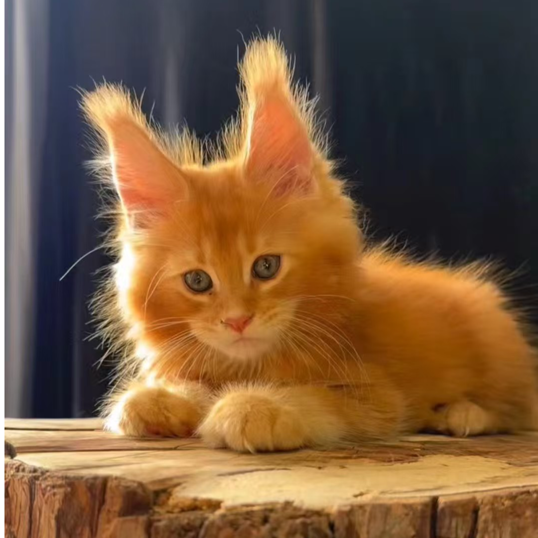 【娟子缅因猫舍】精品缅因猫咪