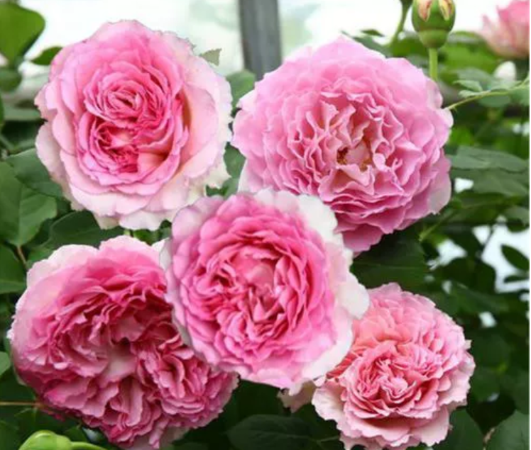 月季花苗新品上架