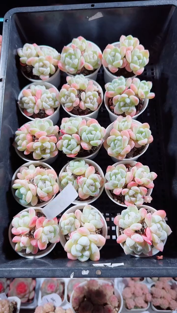 0104-12冰玉三头多肉量拍任意发一颗群生不包整