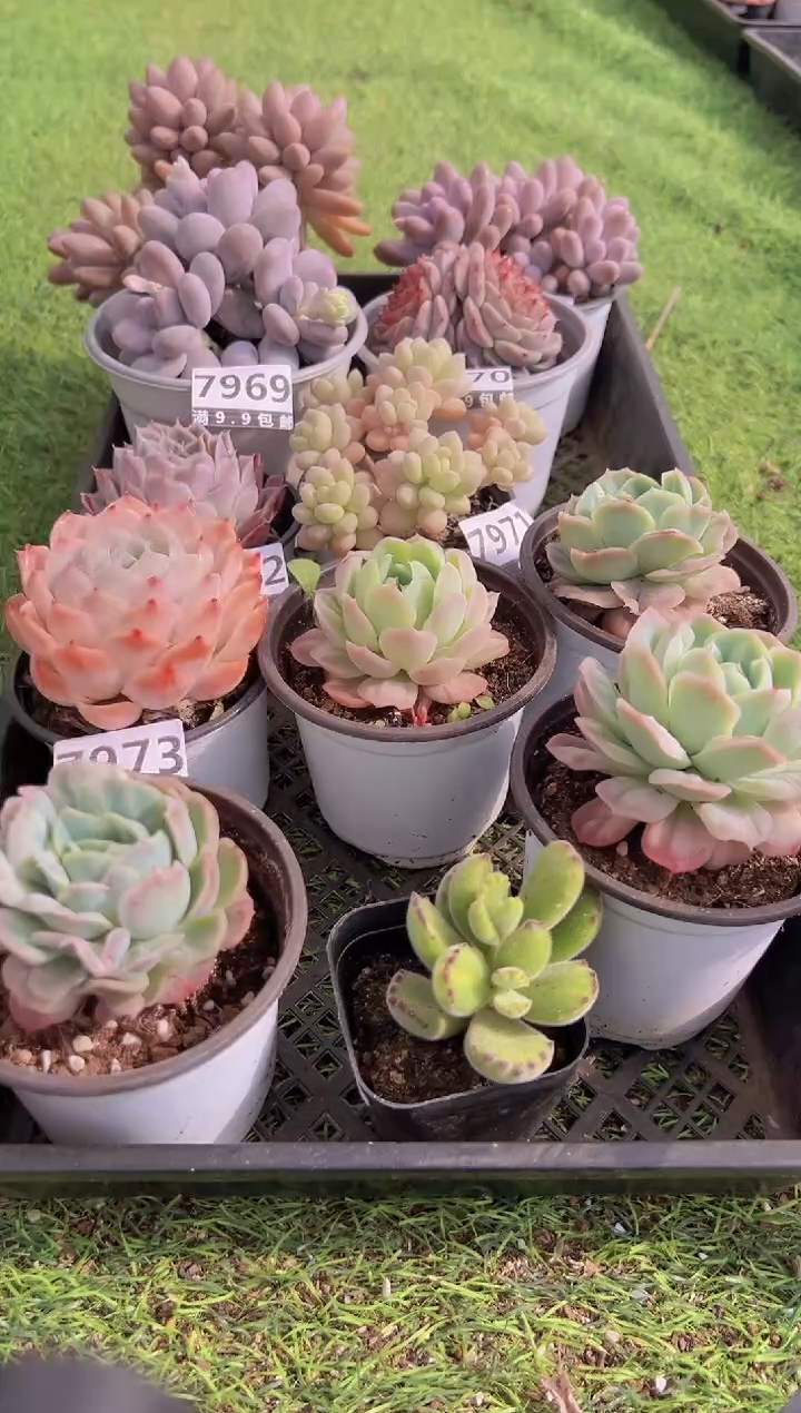 【闪购商品】信福多肉一物一拍