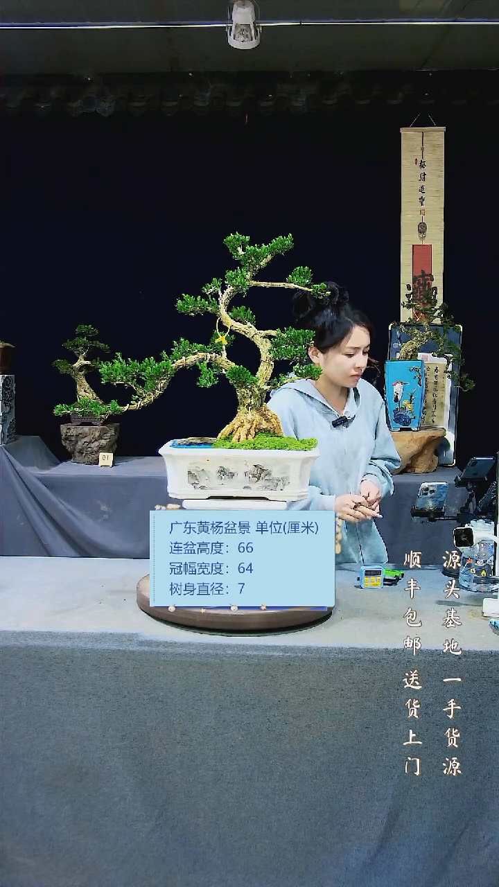 【闪购商品】黄杨盆景黄杨盆景