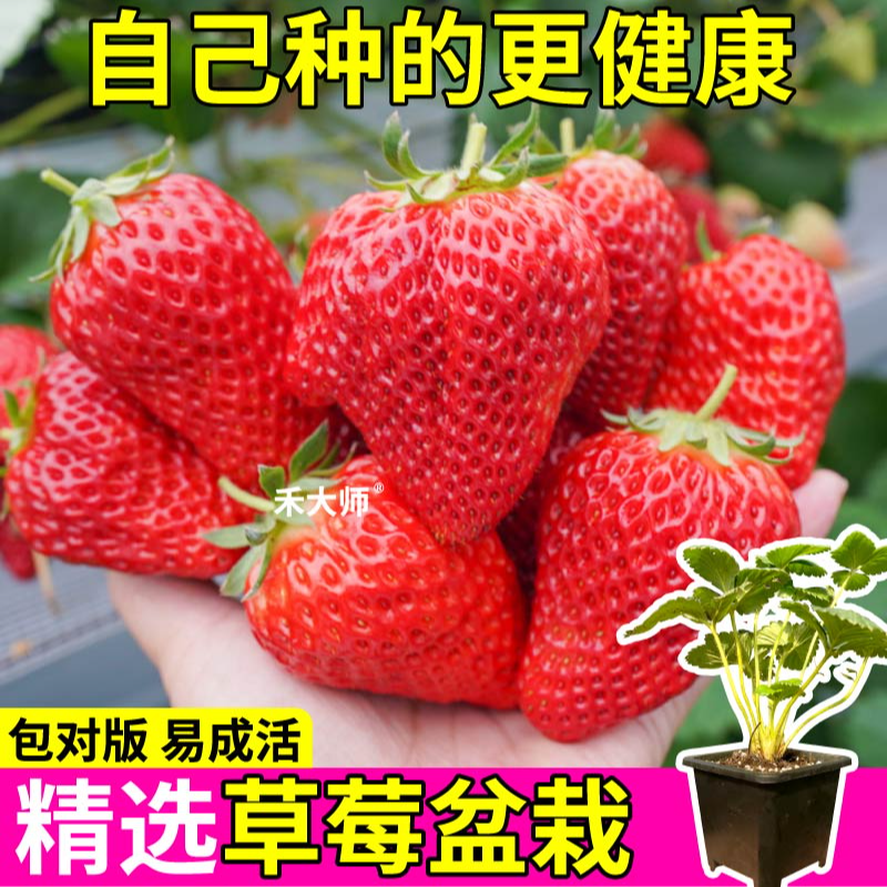 红颜草莓盆栽苗秧原土原盆丹东草莓红白黑天使玄玉草莓四季易种植