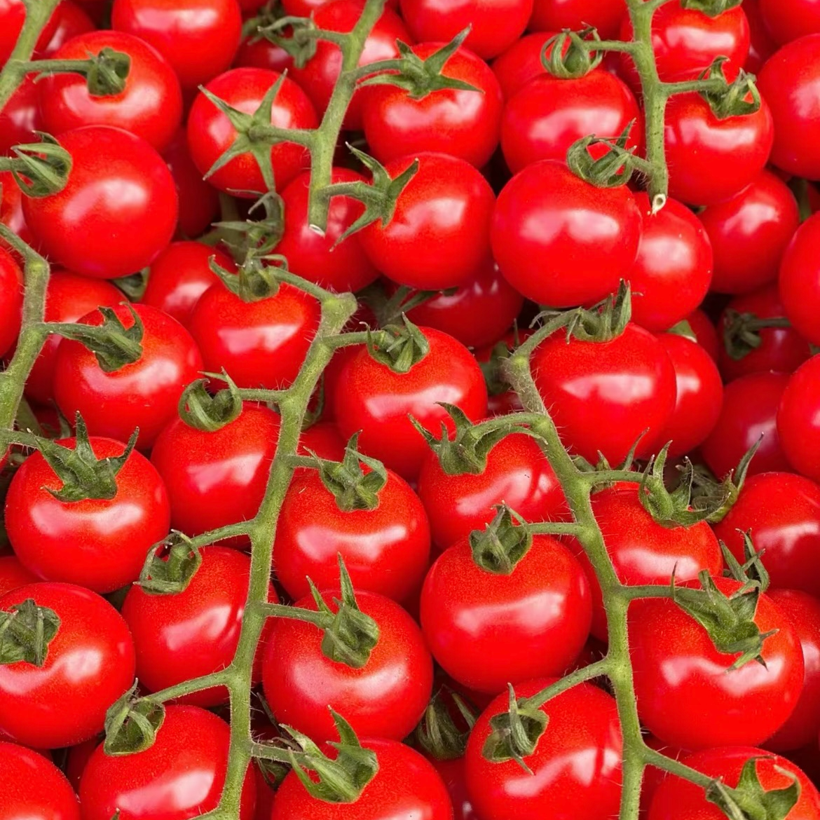 串式千禧果（一斤装）千禧果云南省