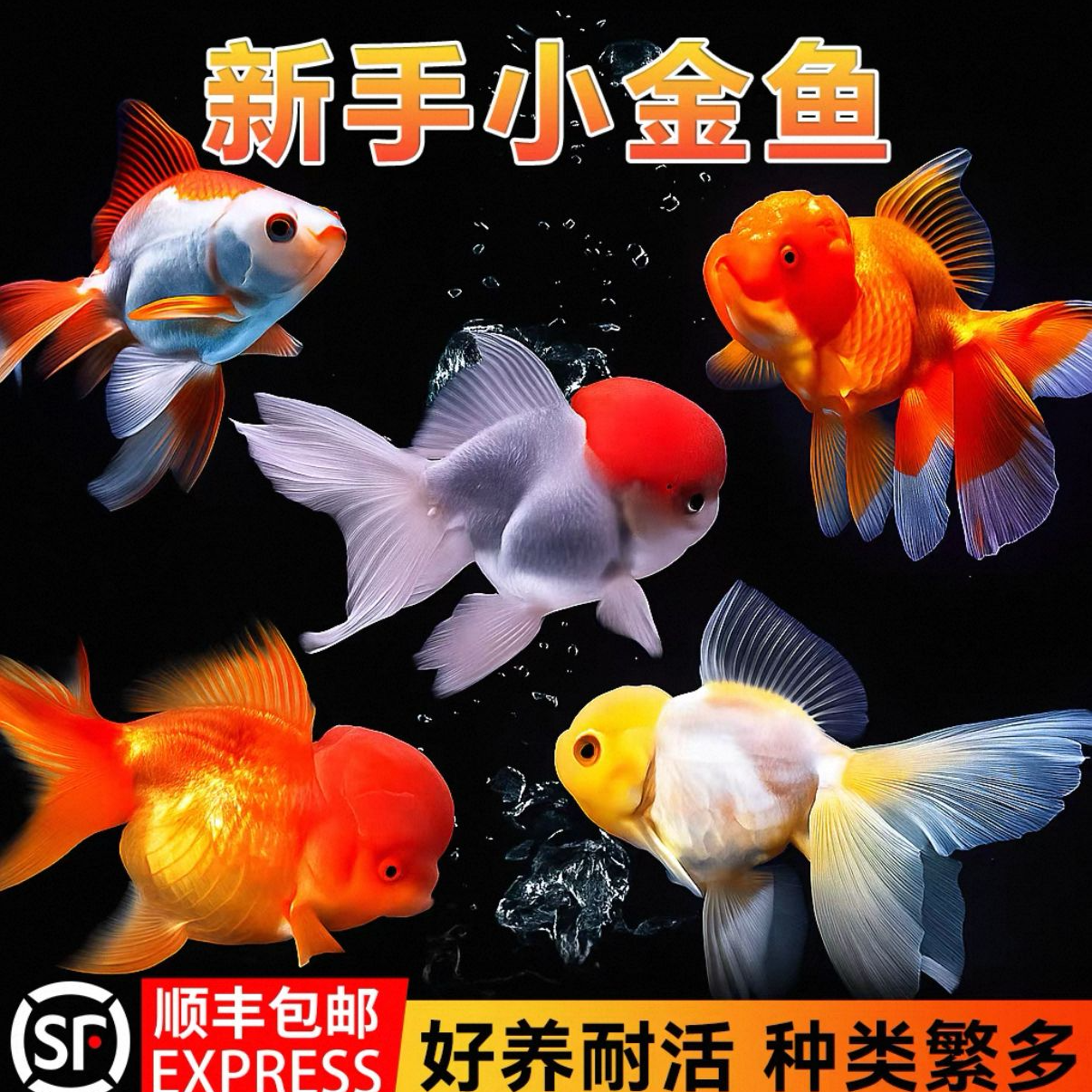 耐活好养国粹金鱼新手练手鱼国狮鸿运当头龙井包金泰狮玉兔混搭