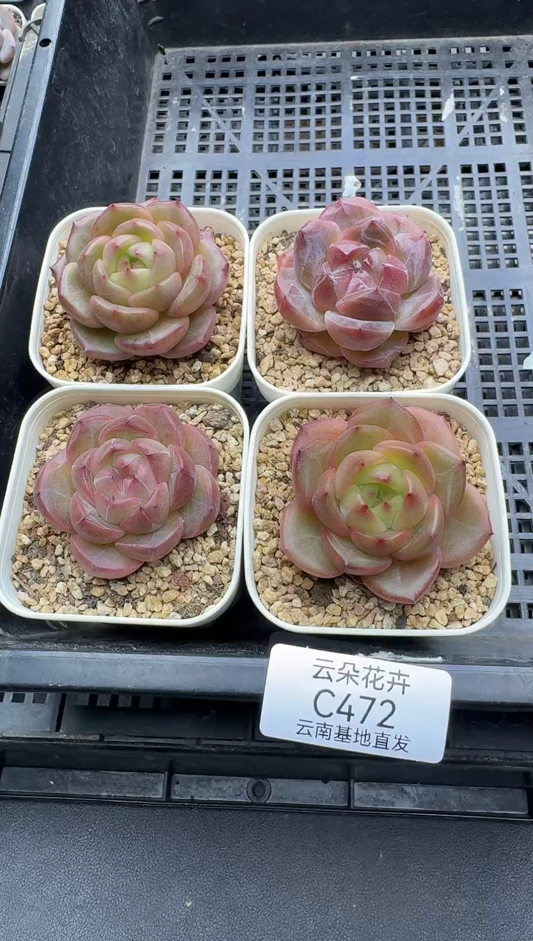 珍妮杂交多肉C472