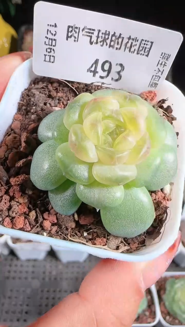 1206-493流莹多肉群生不包整