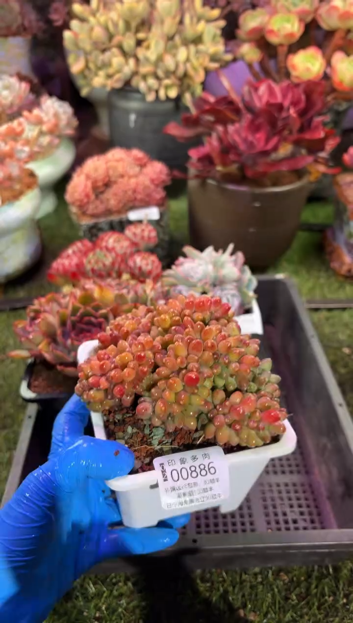 【闪购商品】00886