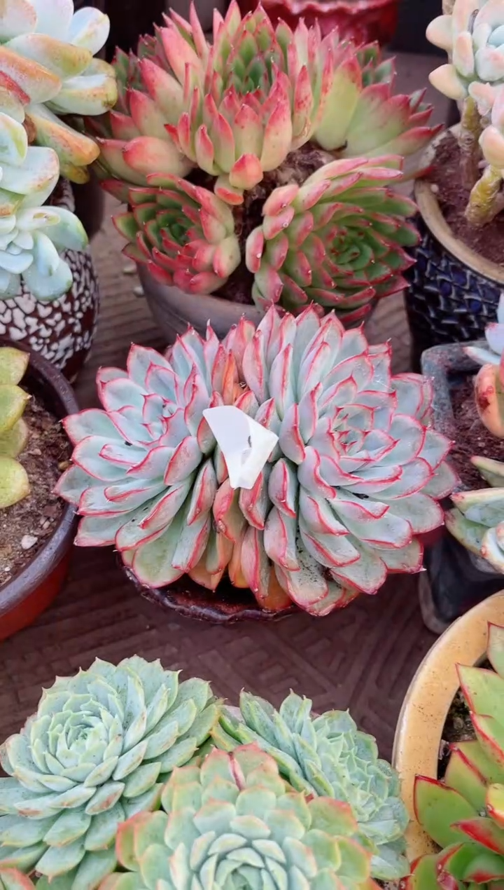 不****！21069多肉植物一物一拍