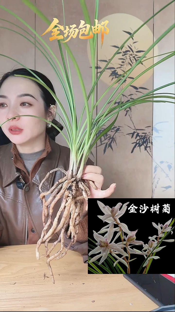 当前无花栽培后可以开花：金沙树菊