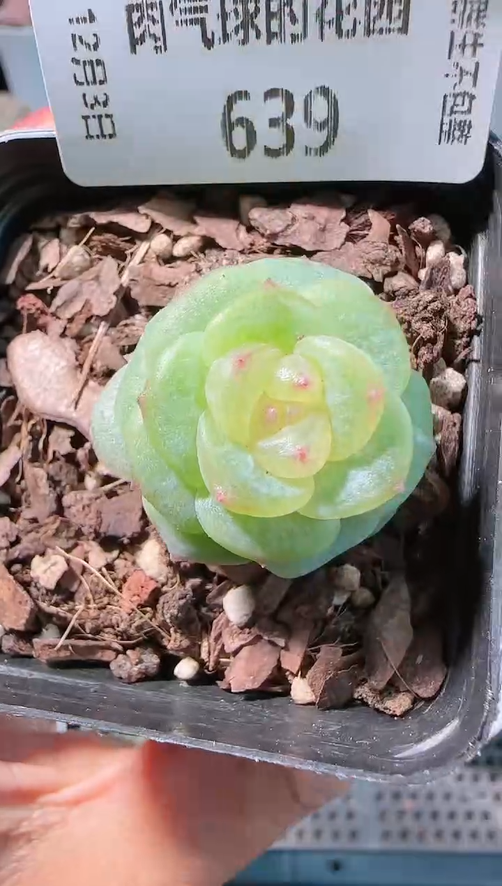 1203-639灵雨多肉群生不包整