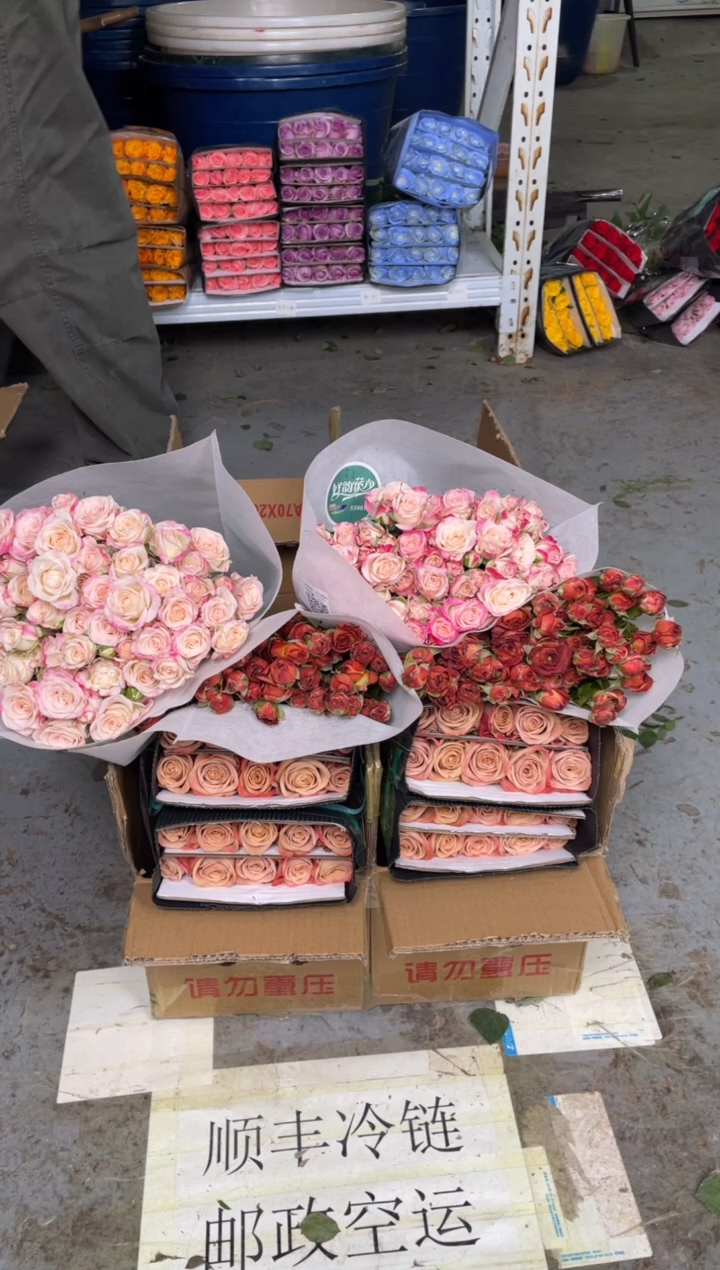 卡布20枝+巧克力10枝+折射10枝