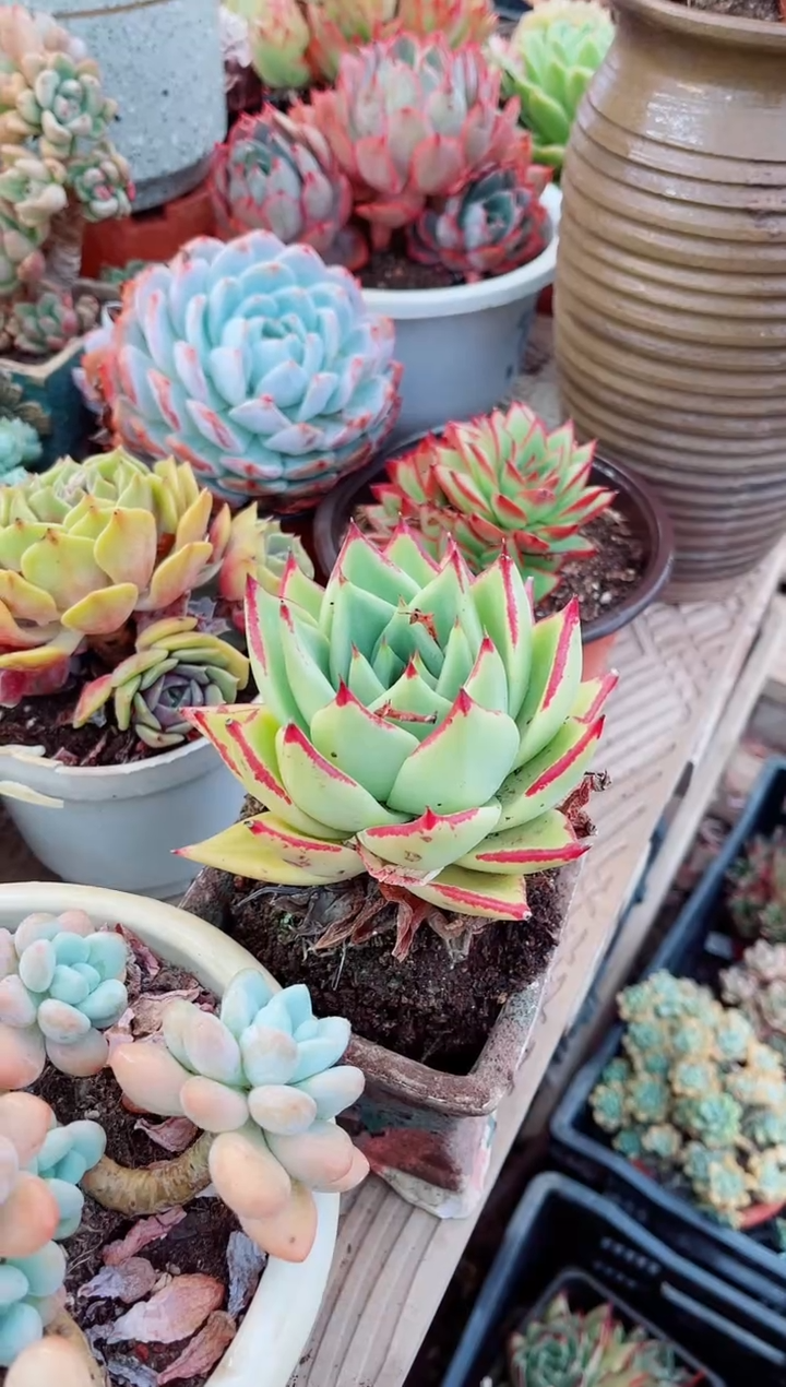 25099多肉植物一物一拍