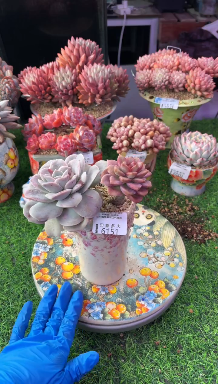 昆明印象多肉6151