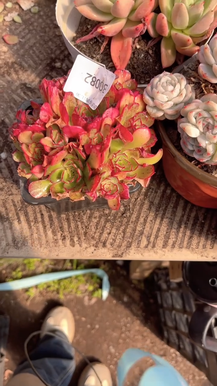 ?****✨跃跃精品多肉30082