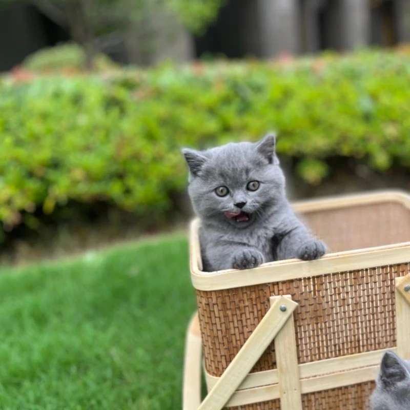 英短蓝猫小猫咪活体蓝猫英短宠物家养猫咪活体幼猫蓝猫一物一拍