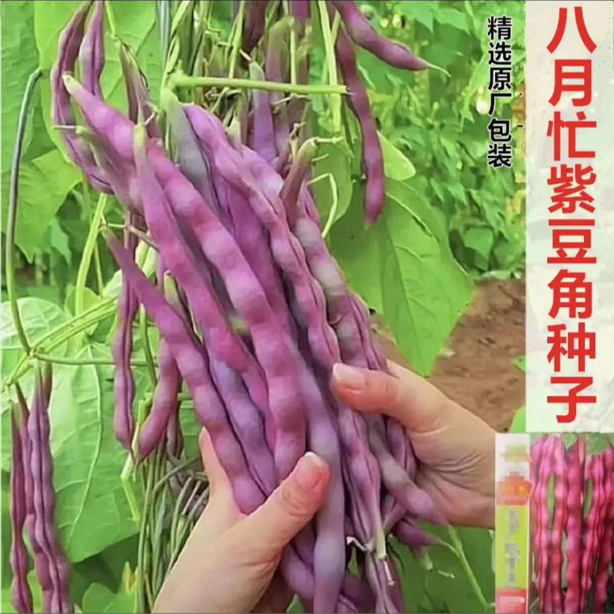 八月忙豆角种子高产秋豆角种籽四季阳台盆栽紫红架豆芸豆蔬菜种孑