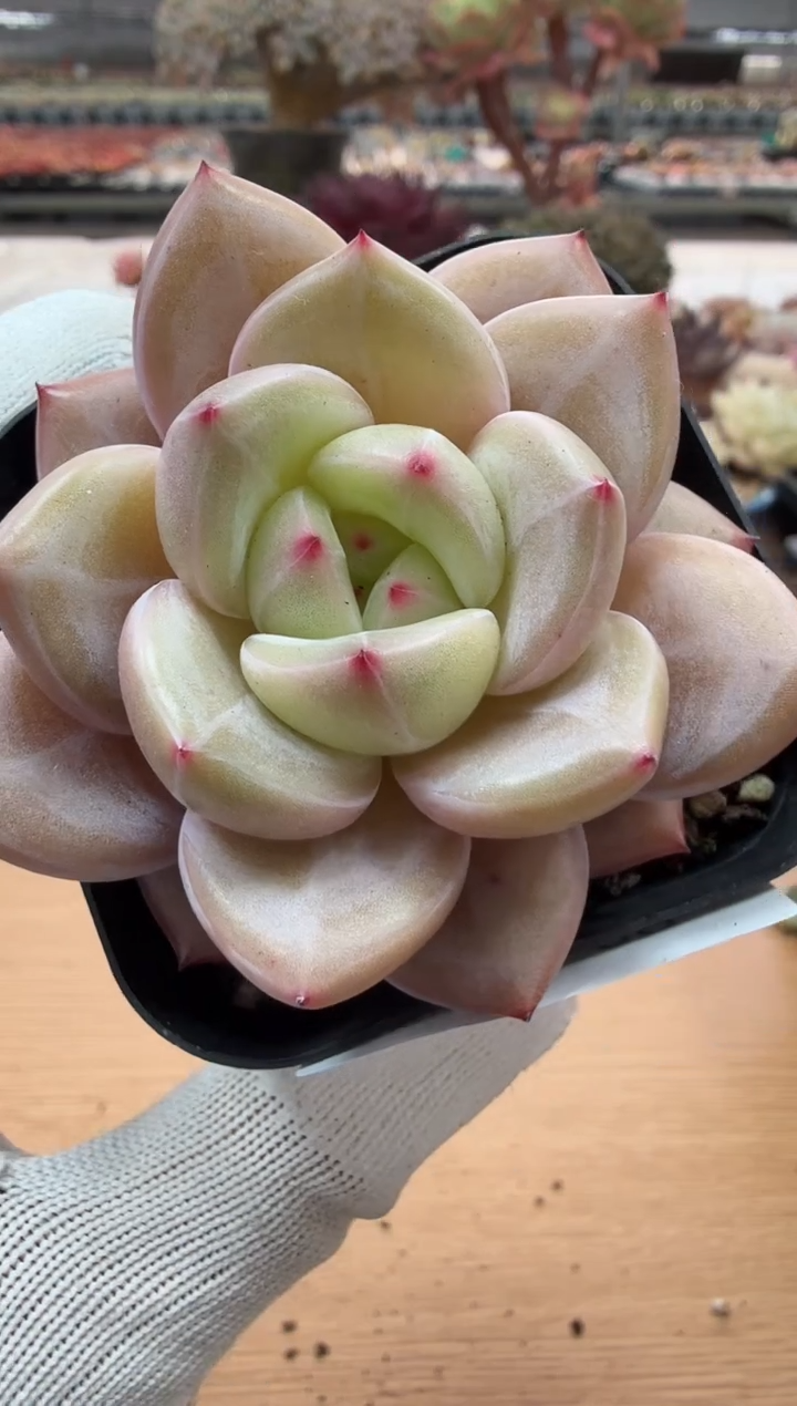 东云多肉园二店-29