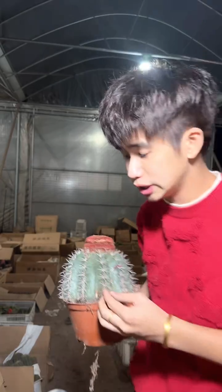 大锦云【实生根】带云顶