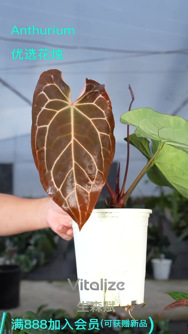 完全开放红水晶杂南美