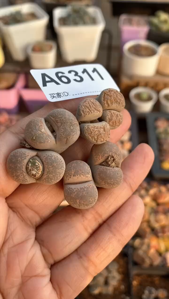 【闪购商品】6311直播一物一拍