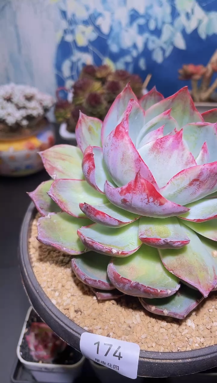 【闪购商品】174惊鸿仙子