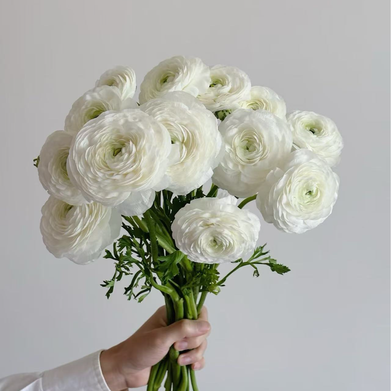 吉朵鲜花福利『洋牡丹』家居养花 洋牡丹 鲜花次日达 养护教程联系客服