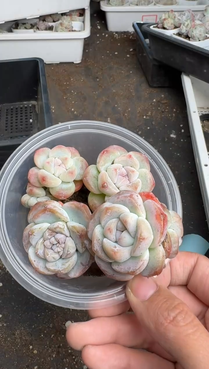 【闪购商品】229号到手1框--江北多肉