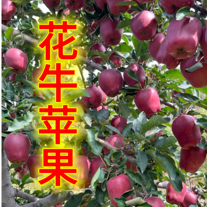 甘肃天水花牛苹果蛇果红苹果果园直发当季新鲜现摘现发脆粉甜