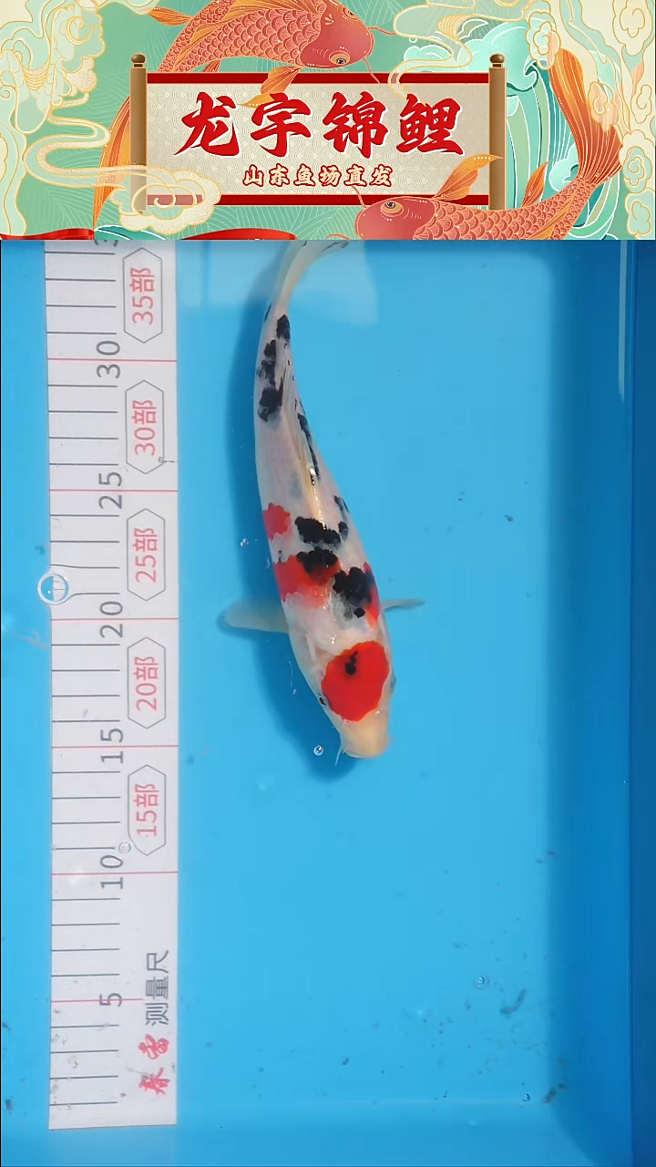 锦鲤大正三色  22cm