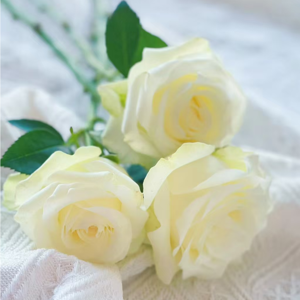 【白玫瑰10枝】白骄傲玫瑰包邮鲜花直播云南鲜花新鲜花材鲜花速递