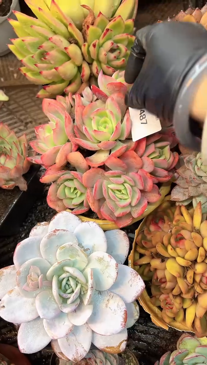 自****花多肉植物一物一拍23487