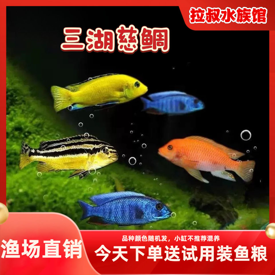 三湖慈鲷活体中小型耐养热带淡水观赏鱼