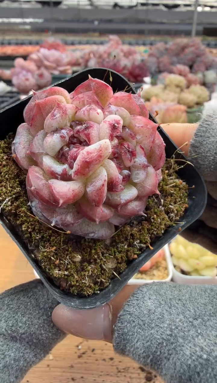 东云多肉园二店-168