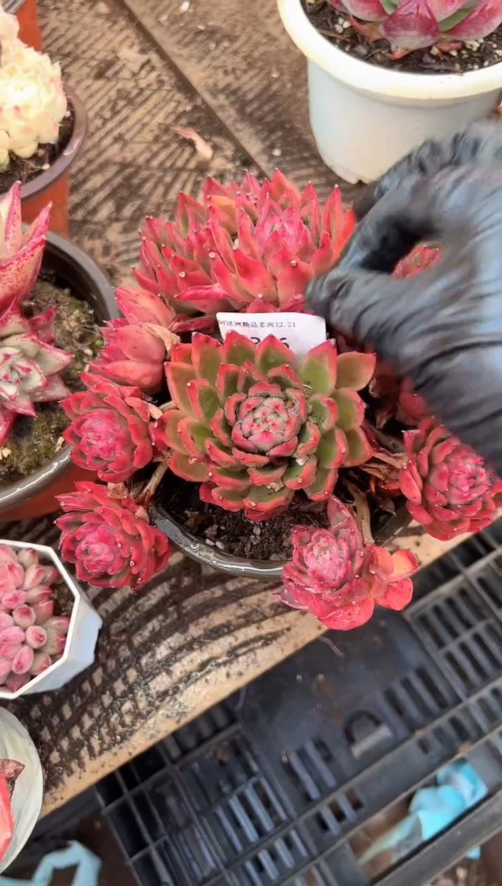 এ**࿐多肉植物一物一拍21366