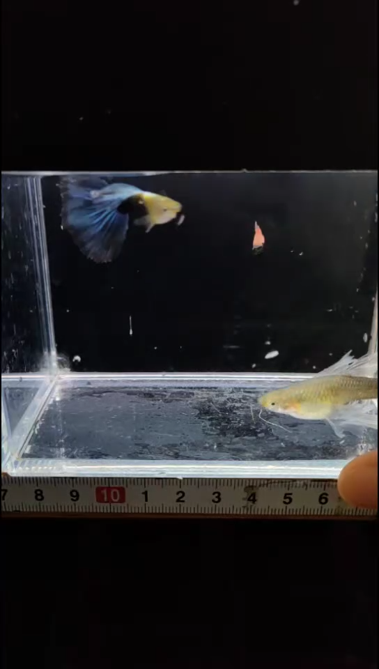 孔雀鱼红头孔雀鱼3对