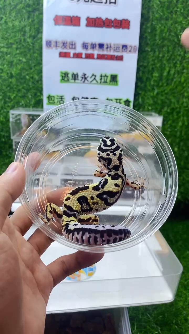 豹纹守宫豹纹守宫幼苗亚成体成体肥尾