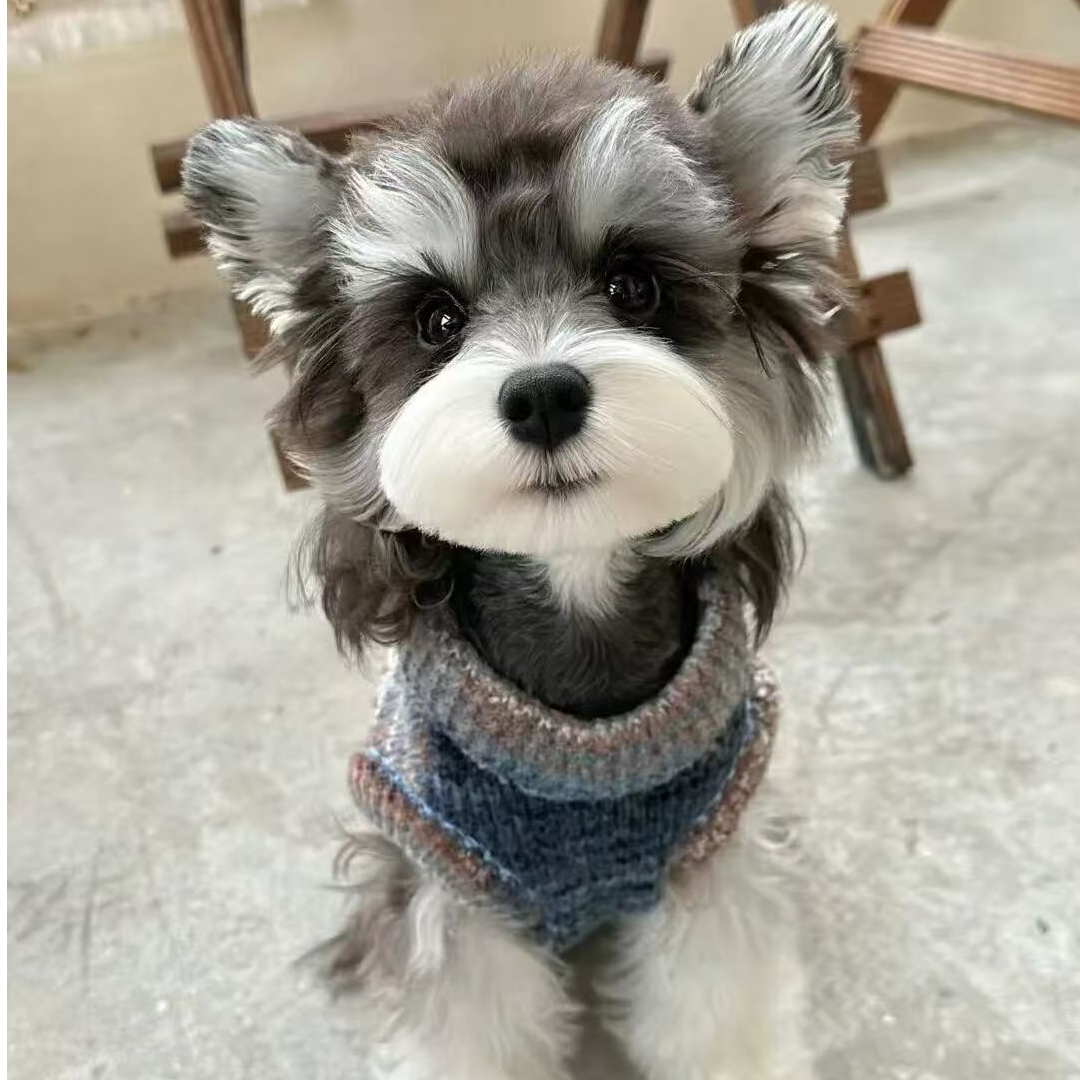 鞍宠家活体链接比熊泰迪泰迪熊雪纳瑞博美马尔泰可卡布约克夏2
