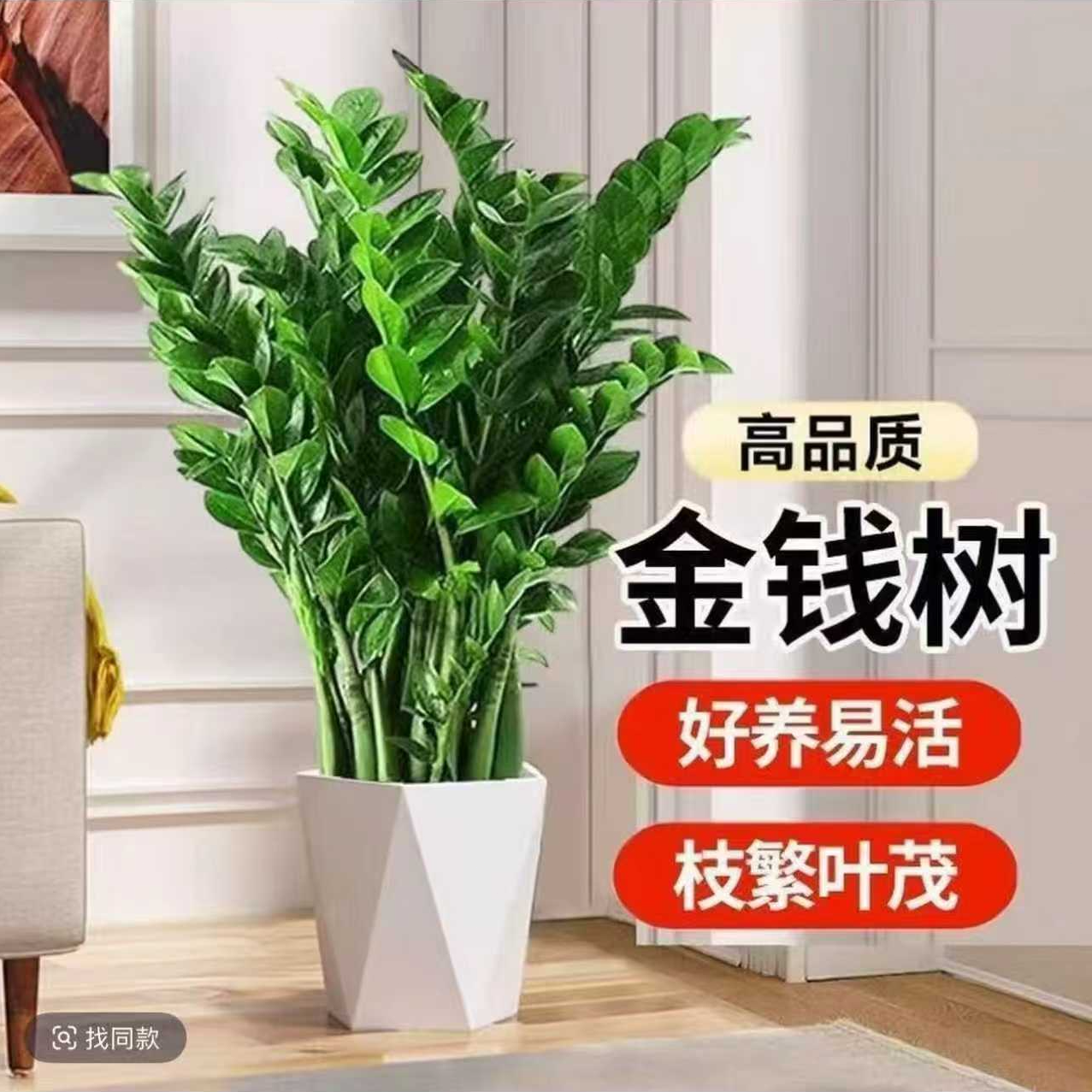 金钱树盆栽室内客厅办公室好养净化空气绿植